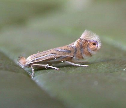 Adult &bull; ex. Leafmine, Fleet Hants &bull; &copy; Ian Kimber