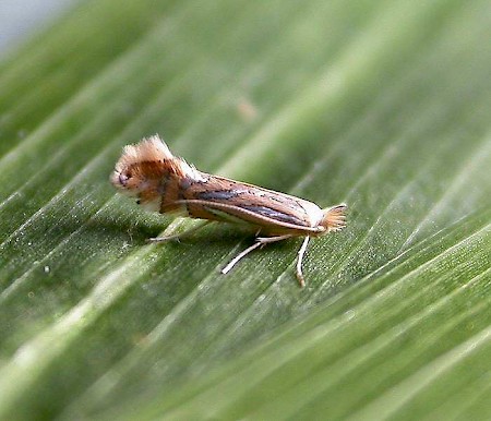 Phyllonorycter platani