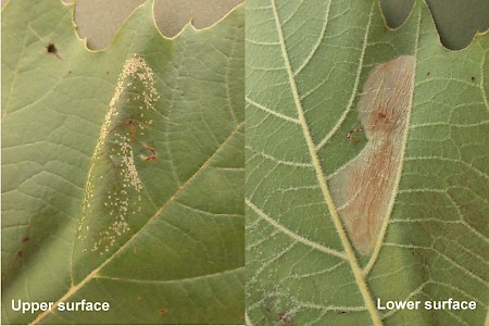 Phyllonorycter platani