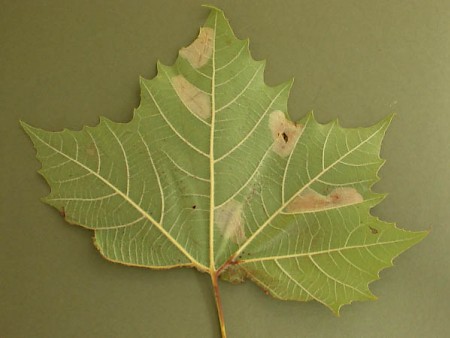 Phyllonorycter platani