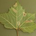 Mines on Platanus • Fleet, Hampshire. On London plane (Platanus x hispanica) • © Ian Kimber