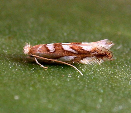 Adult • Wyre Forest, Worcs • © Oliver Wadsworth