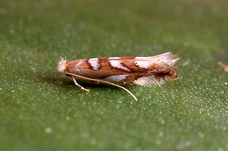 Phyllonorycter muelleriella