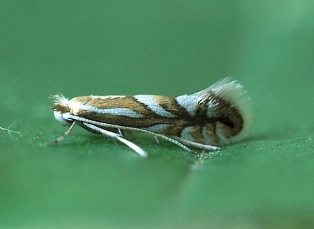 Phyllonorycter sorbi