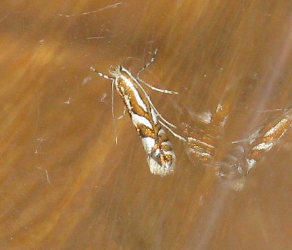 Adult, reared from mine on Pyrus • Hailes, Gloucestershire • © Guy Meredith