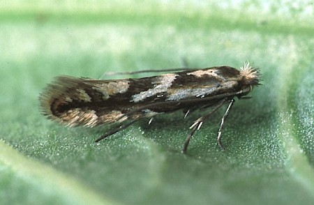 Phyllonorycter blancardella