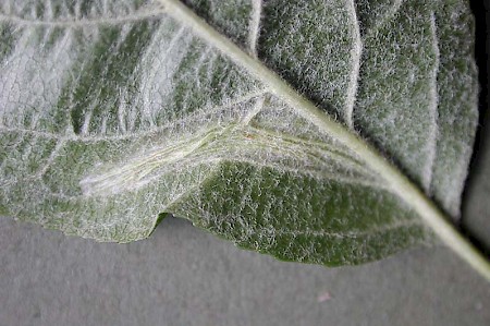 Phyllonorycter blancardella