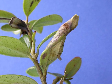 Phyllonorycter junoniella