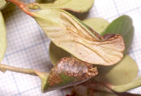 Phyllonorycter junoniella