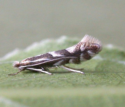 Adult • ex. Mine on Prunus spinosa, Appleton, Cheshire • © Ian Kimber