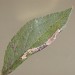 Leafmine • Mine on Prunus spinosa, Appleton, Cheshire • © Ian Kimber