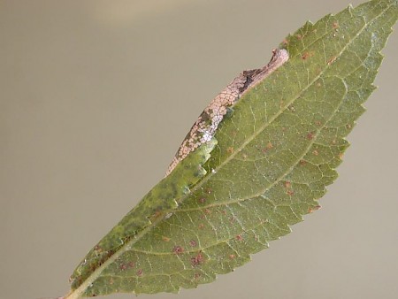 Phyllonorycter spinicolella