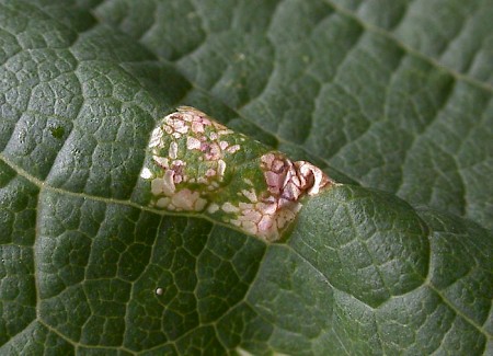 Phyllonorycter cerasicolella