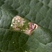 Leafmine • Mine on Prunus sp., Congleton, Cheshire • © Ian Kimber