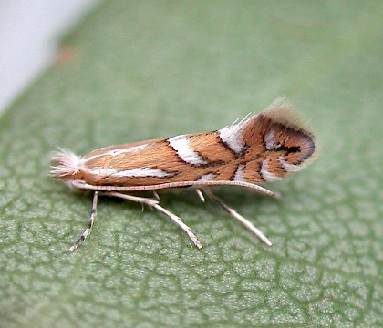 Adult • Fleet, Hants. Reared from mine on Viburnum tinus • © Rob Edmunds