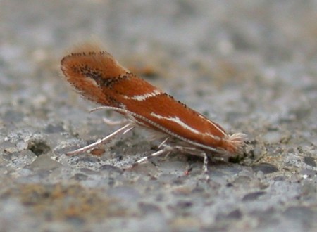 Phyllonorycter corylifoliella