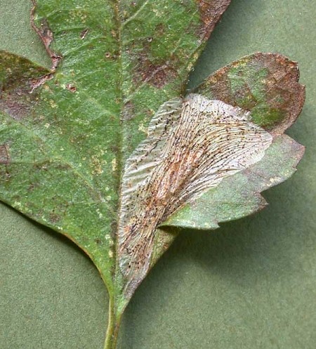 Phyllonorycter corylifoliella