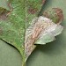 Leafmine • Mine in Crataegus, Fleet Hants • © Ian Kimber