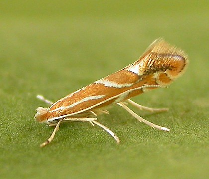 Adult • Rochdale, Gtr. Manchester. reared from mine on Pyracantha. • © Ben Smart