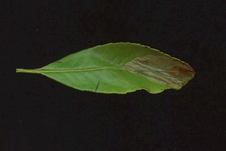 Firethorn Leaf Miner Phyllonorycter leucographella