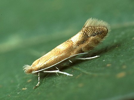 Phyllonorycter viminiella