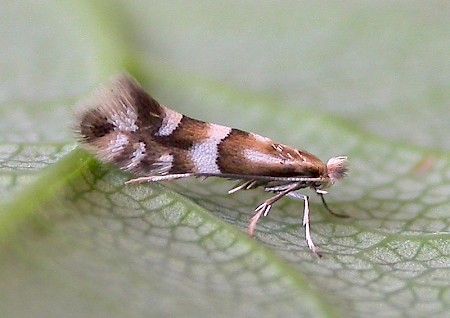 Phyllonorycter hilarella