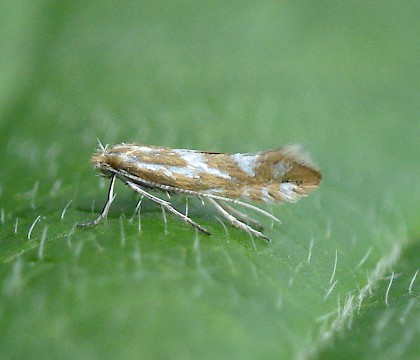 Adult • Bere Alston, Devon, reared from mine • © Phil Barden