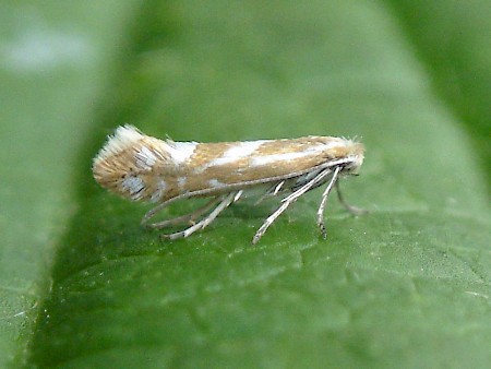 Phyllonorycter ulicicolella