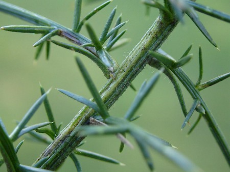 Phyllonorycter ulicicolella