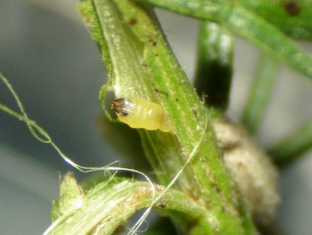 Phyllonorycter ulicicolella