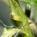 Larva • Larva exposed in stem of Ulex europaea, Bere Alston, Devon • © Phil Barden