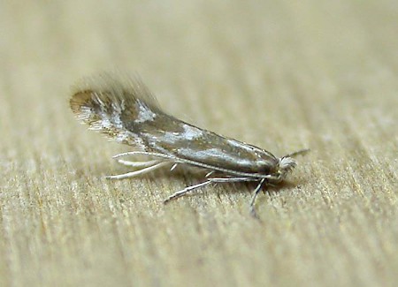 Phyllonorycter scopariella