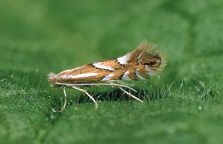 Phyllonorycter maestingella