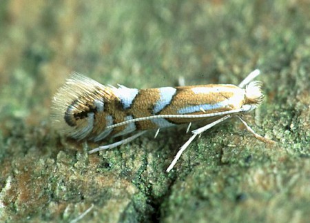 Phyllonorycter maestingella