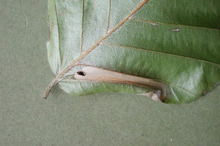 Phyllonorycter maestingella