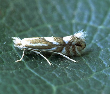 Adult • ex. Mine in Corylus, Congleton, Cheshire • © Ian Kimber