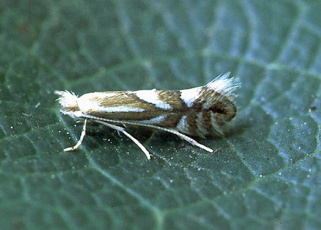 Nut Leaf Blister Moth Phyllonorycter coryli