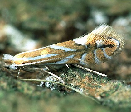 Adult • Wellhome Park, Brighouse, W.Yorks. • © Ian Kimber