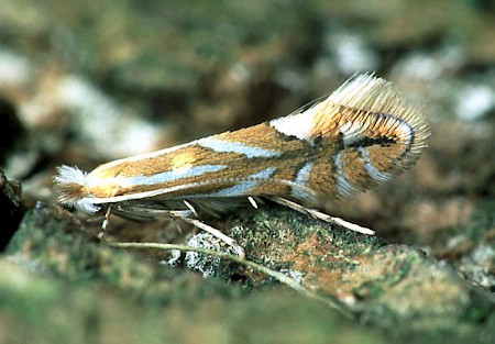 Phyllonorycter esperella