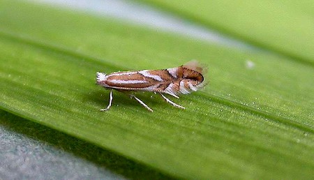 Phyllonorycter esperella