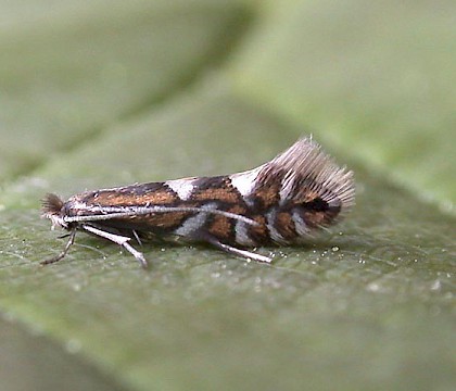 Adult • ex. Mine in Alnus incana, Littleborough, Lancashire • © Ian Kimber