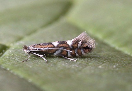 Phyllonorycter strigulatella