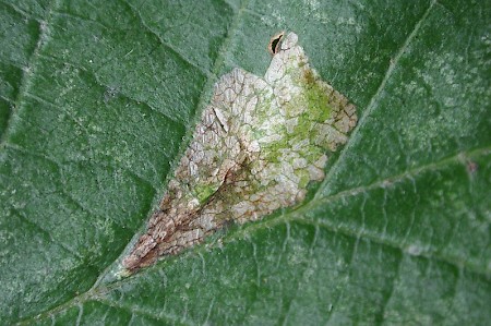 Phyllonorycter rajella