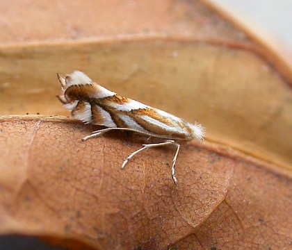 Adult • Church Wood, Kent. Reared from oak. • © Francis Solly