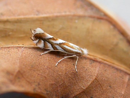 Scarce Midget Phyllonorycter distentella