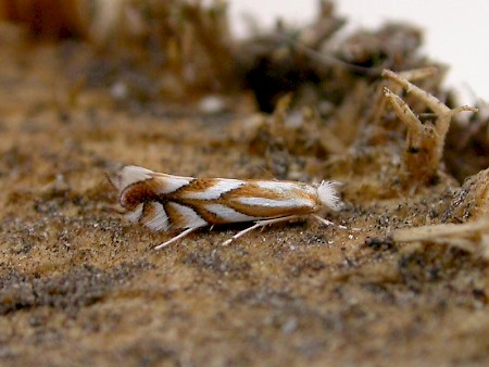 Scarce Midget Phyllonorycter distentella