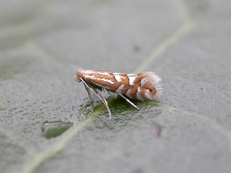 Phyllonorycter quinqueguttella