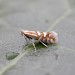 Adult • Ex. mine in Salix repens, Sandwich Bay, Kent • © Francis Solly