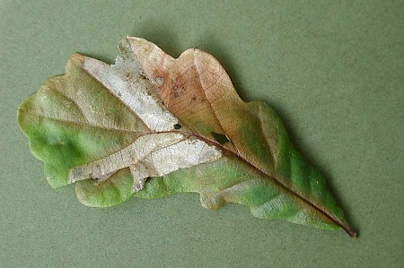 Phyllonorycter lautella