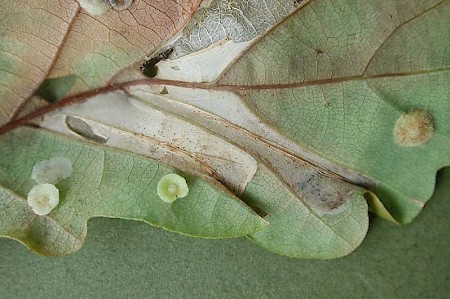 Phyllonorycter lautella